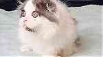 Long hair Scottish fold  kittens  for sale - Image 3