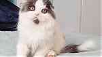 Long hair Scottish fold  kittens  for sale - صورة 1