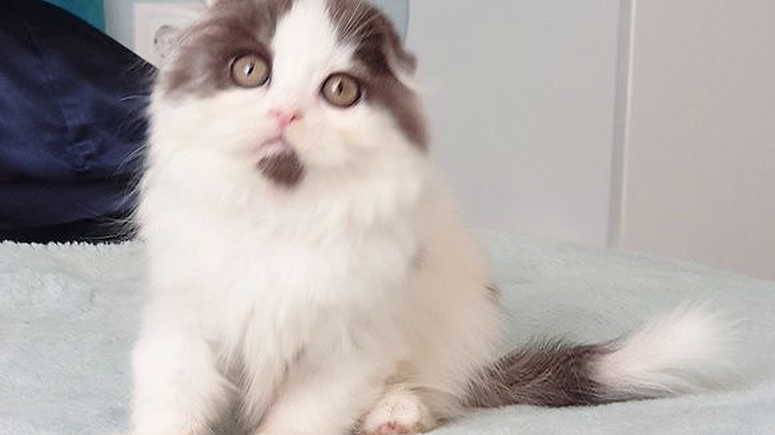 Long hair Scottish fold  kittens  for sale - صورة 1