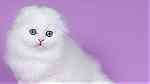 white  scottish fold kittens  for sale - Image 1