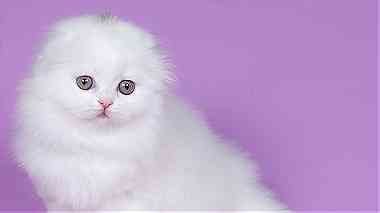white  scottish fold kittens  for sale