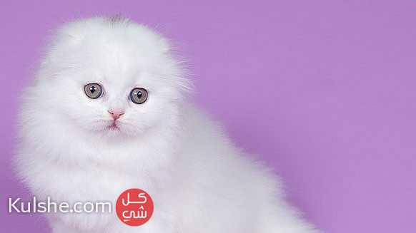 white  scottish fold kittens  for sale - Image 1