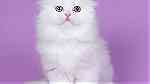 white  scottish fold kittens  for sale - Image 2