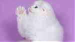 white  scottish fold kittens  for sale - صورة 3