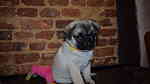 Male and Female Pug puppies. - Image 3