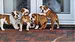 English Bulldog Puppies Available - صورة 3