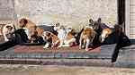 English Bulldog Puppies Available - صورة 2
