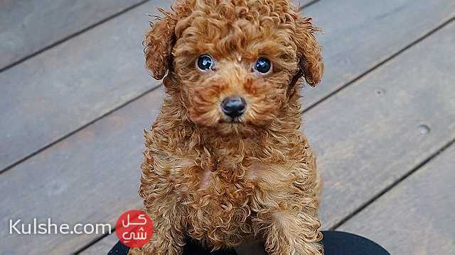 Males and Females Toy Poodle puppies for sale - Image 1
