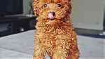 Males and Females Toy Poodle puppies for sale - Image 2