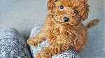 Males and Females Toy Poodle puppies for sale - Image 3