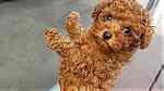 Males and Females Toy Poodle puppies for sale - Image 4