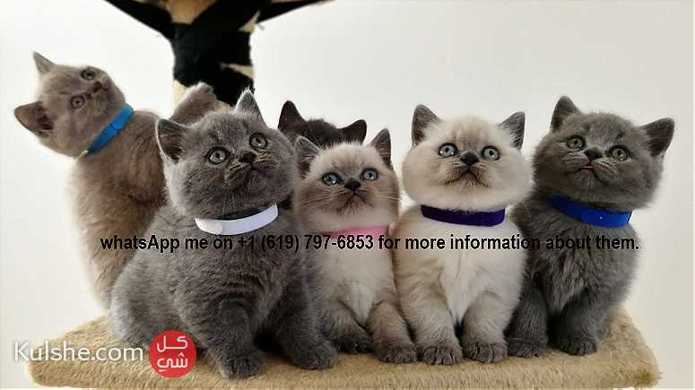 British Shorthair Kittens for sale in UAE - Image 1