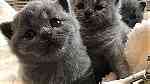 British Shorthair Kittens for sale in UAE - Image 2