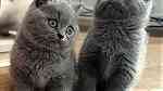 British Shorthair Kittens for sale in UAE - Image 4