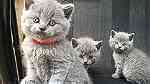 males and females British Shorthair Kittens for sale - صورة 1
