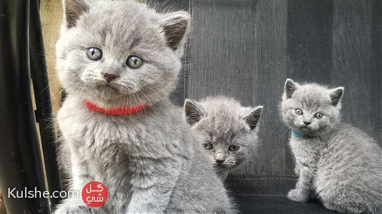 males and females British Shorthair Kittens for sale - صورة 1