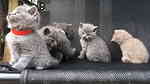 males and females British Shorthair Kittens for sale - صورة 2