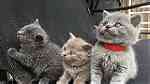 males and females British Shorthair Kittens for sale - صورة 3