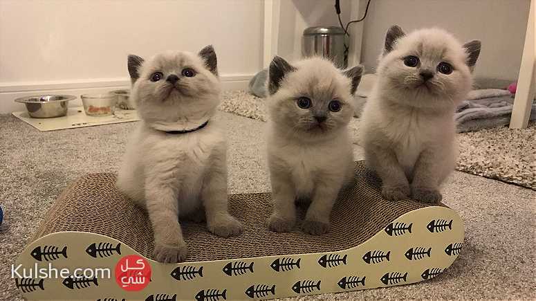 White British Shorthair Kittens for sale in UAE - صورة 1