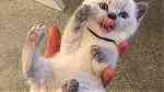White British Shorthair Kittens for sale in UAE - صورة 3