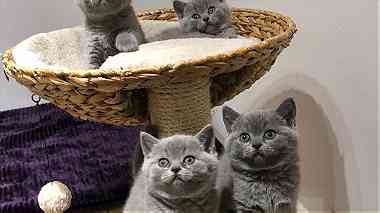 Home Raised British Shorthair Kittens for sale in UAE