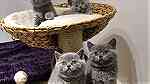 Home Raised British Shorthair Kittens for sale in UAE - صورة 1