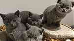 Home Raised British Shorthair Kittens for sale in UAE - صورة 2