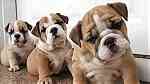 Males and females English Bulldog Puppies for sale in UAE - صورة 1