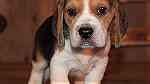 Beagle Puppies for sale in UAE - صورة 1