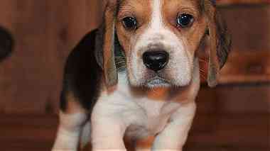 Beagle Puppies for sale in UAE