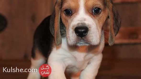 Beagle Puppies for sale in UAE - صورة 1