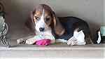 Beagle Puppies for sale in UAE - صورة 2