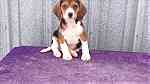 Beagle Puppies for sale in UAE - صورة 3