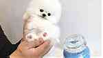 white teacup Pomeranian puppies - صورة 1