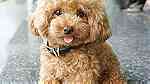 Classic Toy poodle for sale in Kuwait - صورة 1