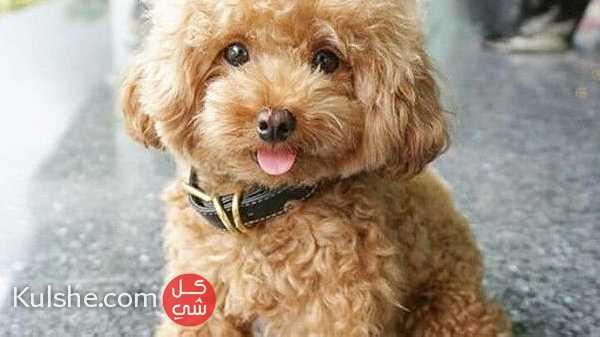 Classic Toy poodle for sale in Kuwait - صورة 1