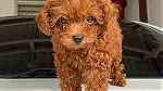 Classic Toy poodle for sale in Kuwait - صورة 2
