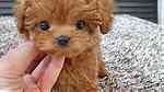 Classic Toy poodle for sale in Kuwait - صورة 3