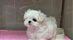 Trained Teacup Maltese Puppies available - صورة 1