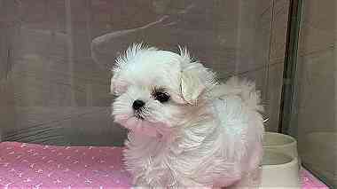 Trained Teacup Maltese Puppies available