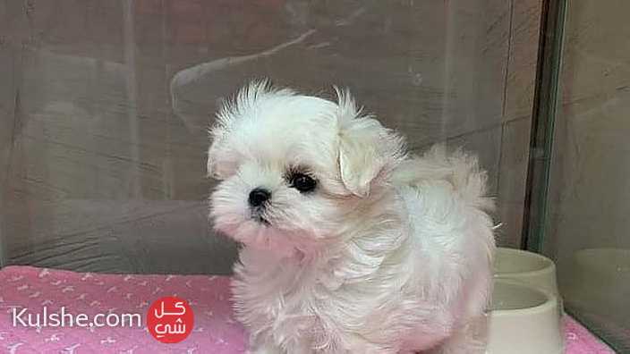 Trained Teacup Maltese Puppies available - Image 1