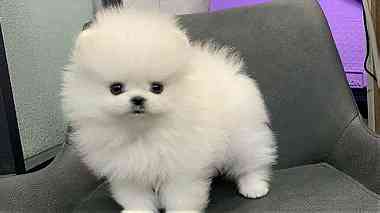 Males and females French Pomerania puppies for sale