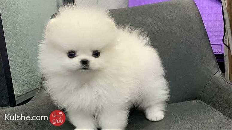 Males and females French Pomerania puppies for sale - صورة 1