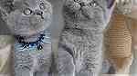 Males and females british shorthair kittens for sale - صورة 1