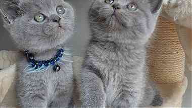 Males and females british shorthair kittens for sale