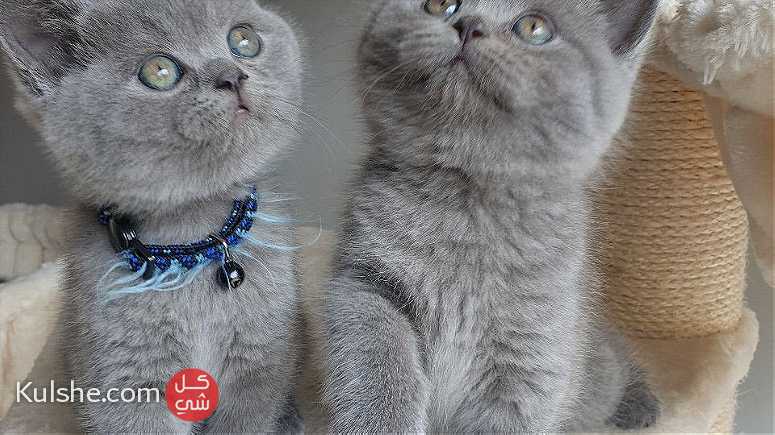 Males and females british shorthair kittens for sale - صورة 1