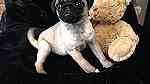 Males and females Pug puppies for sale - صورة 1