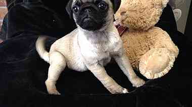 Males and females Pug puppies for sale