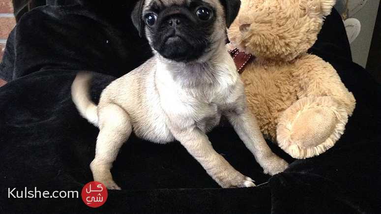Males and females Pug puppies for sale - صورة 1