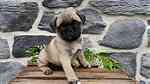 Males and females Pug puppies for sale - صورة 2